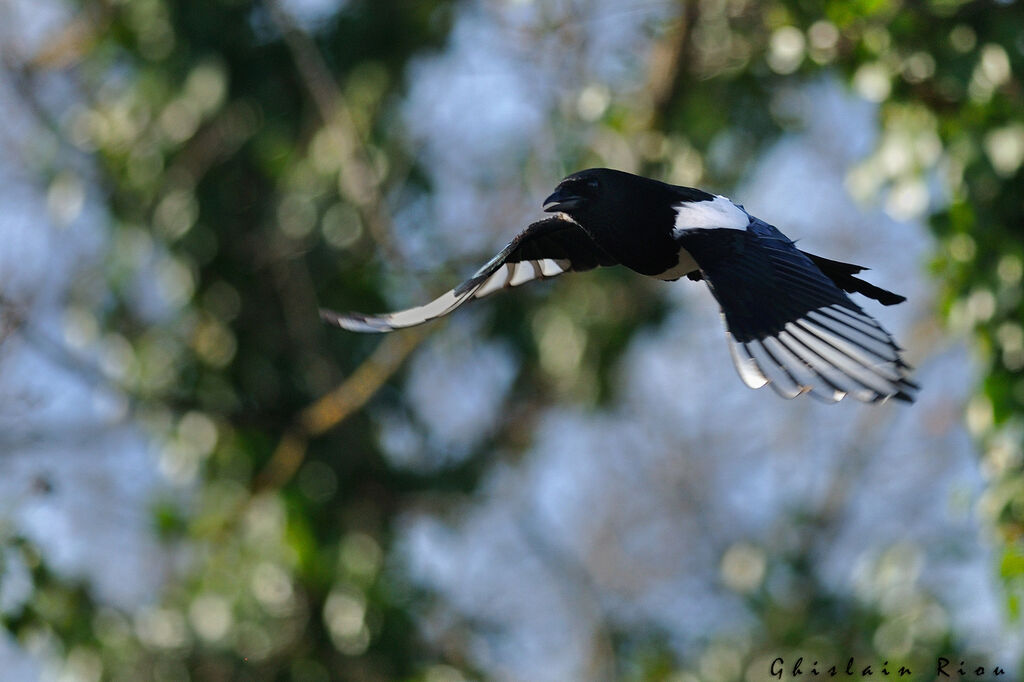 Eurasian Magpie, Flight