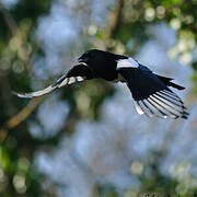 Eurasian Magpie