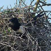 Eurasian Magpie