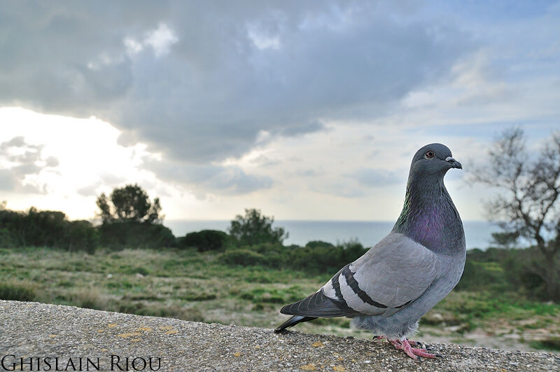 Pigeon biset