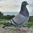 Pigeon biset