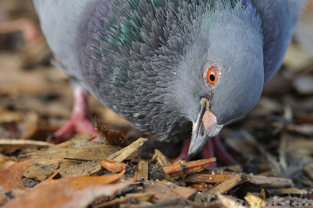 Rock Dove