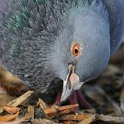 Rock Dove