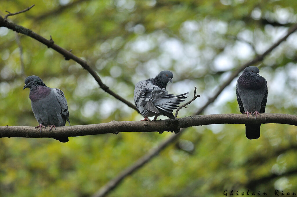 Rock Dove