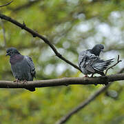 Rock Dove