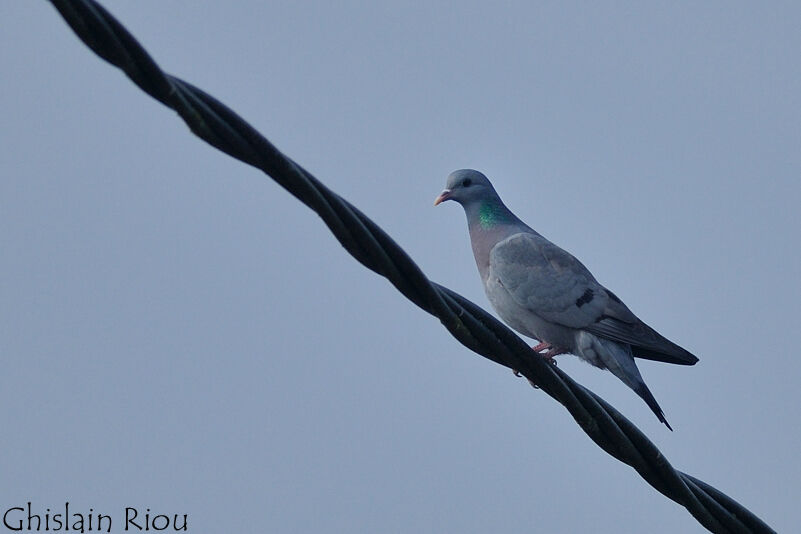 Pigeon colombin