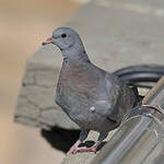 Pigeon colombin