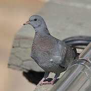 Stock Dove