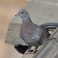 Pigeon colombin