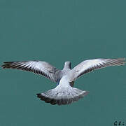 Stock Dove