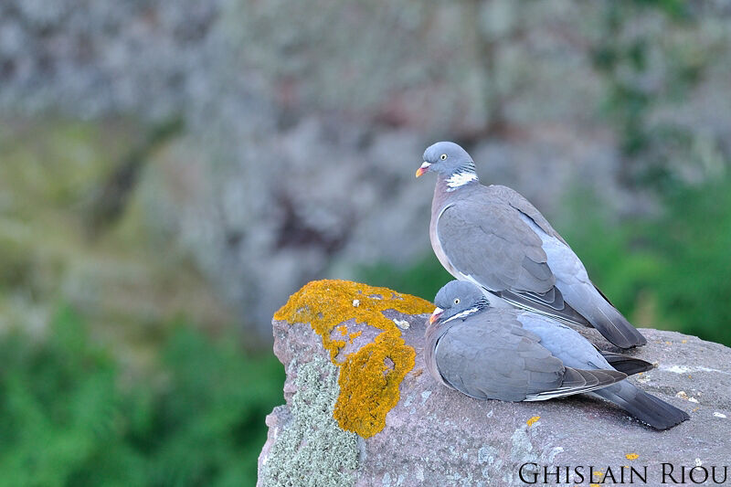 Common Wood Pigeon