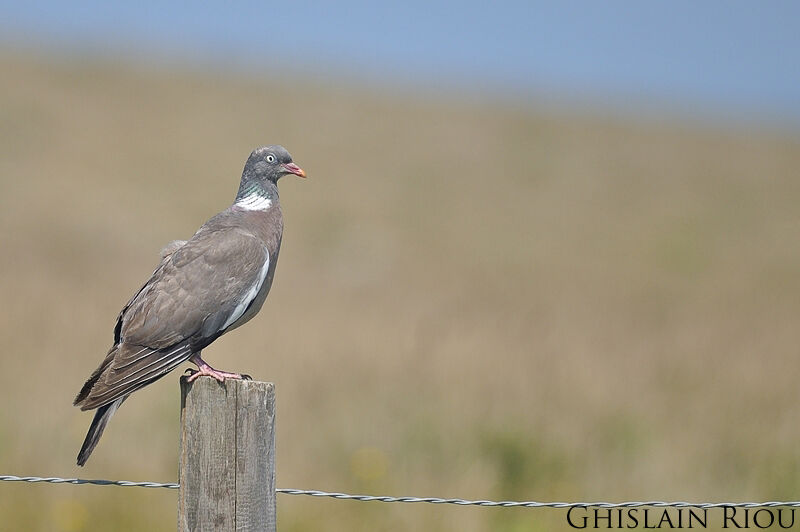 Pigeon ramierjuvénile
