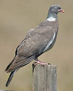 Common Wood Pigeon