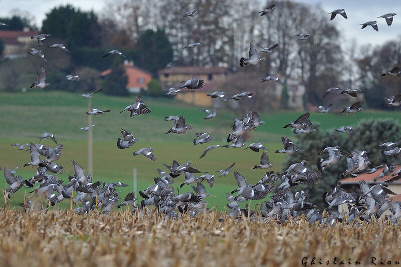 Common Wood Pigeon, feeding habits