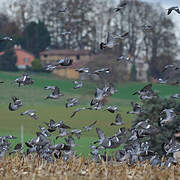 Common Wood Pigeon