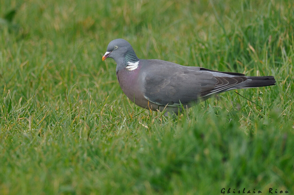 Common Wood Pigeon