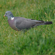 Common Wood Pigeon