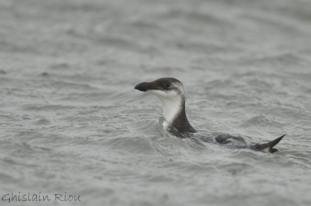 Razorbill