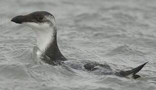 Razorbill