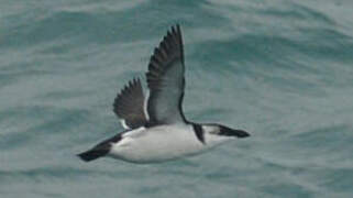 Razorbill