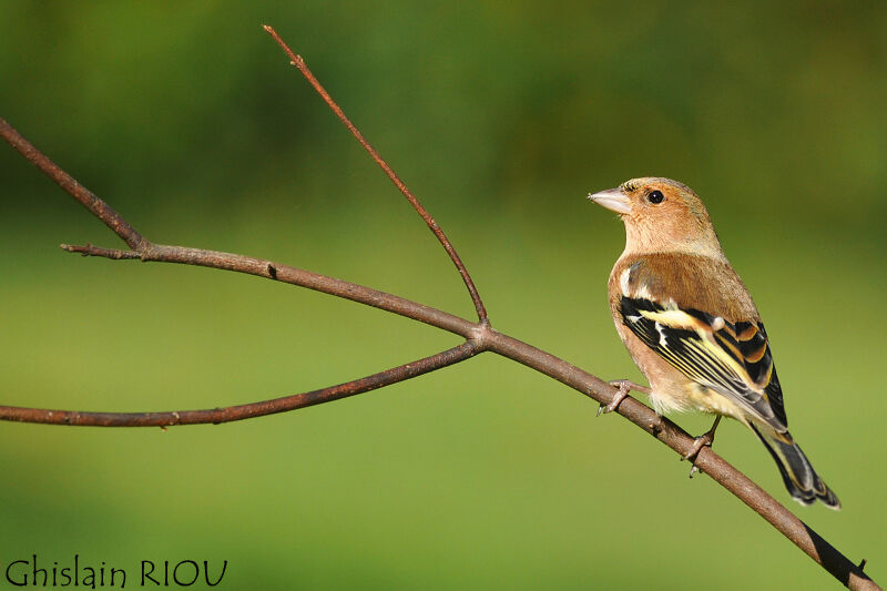 Eurasian Chaffinch