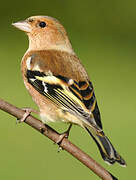 Eurasian Chaffinch