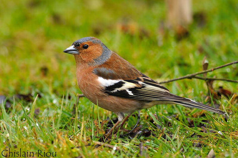 Common Chaffinch male