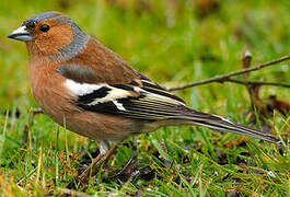 Eurasian Chaffinch