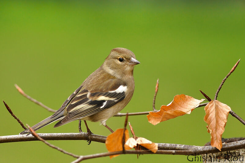 Eurasian Chaffinch female