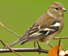 Common Chaffinch