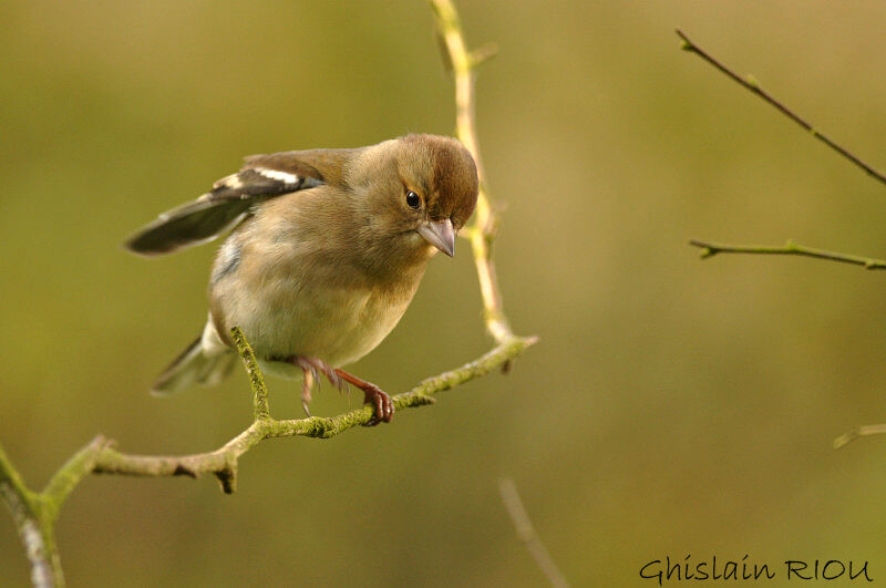 Common Chaffinch female adult