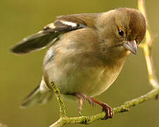 Eurasian Chaffinch