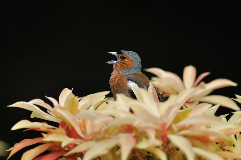 Eurasian Chaffinch male