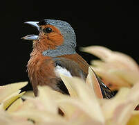 Common Chaffinch