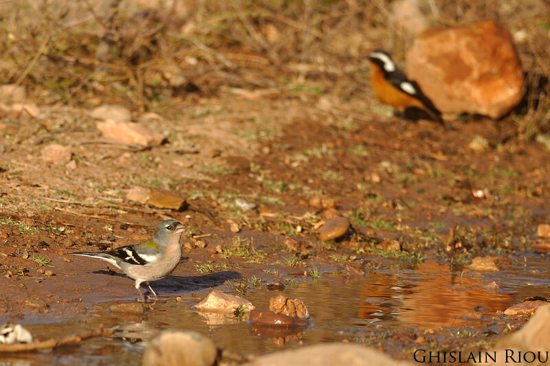 Common Chaffinch