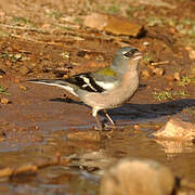 Common Chaffinch