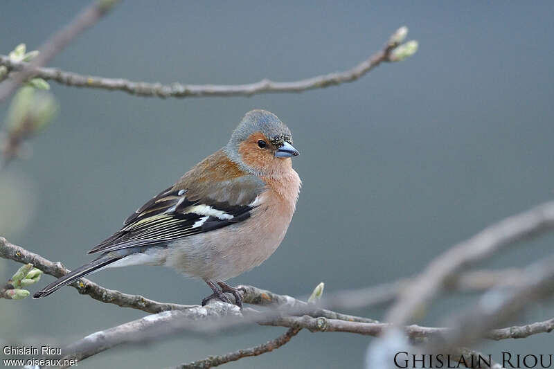 Eurasian Chaffinch male adult, identification