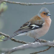 Eurasian Chaffinch