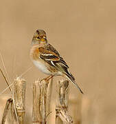 Brambling