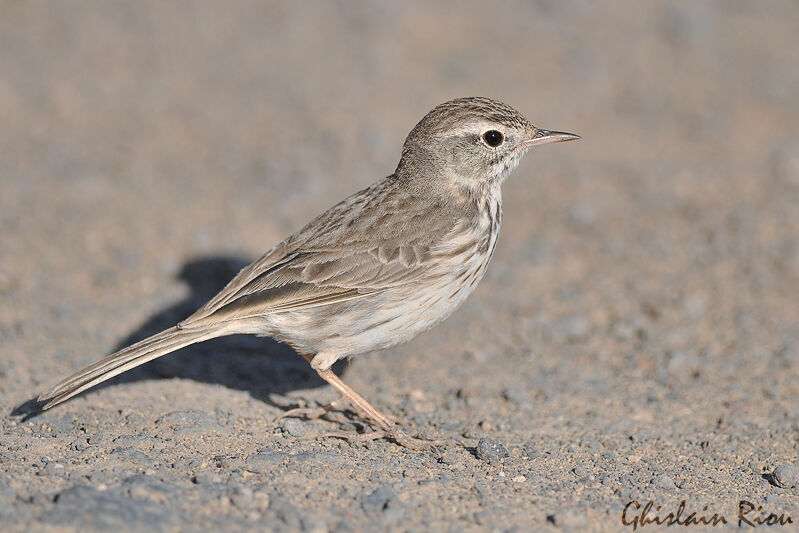 Berthelot's Pipit