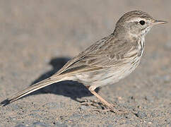 Berthelot's Pipit