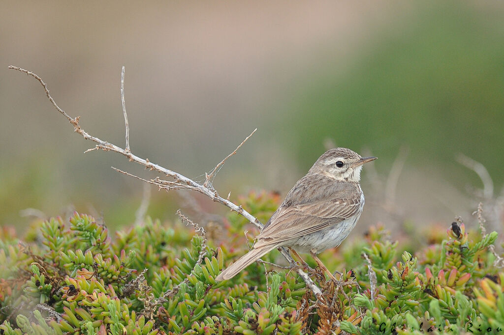 Berthelot's Pipit