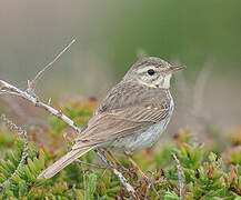 Berthelot's Pipit