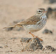 Berthelot's Pipit