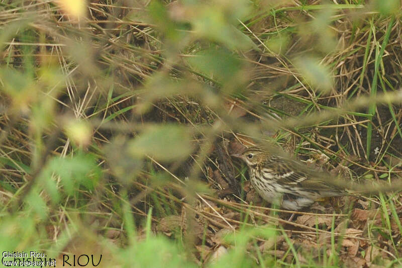 Pipit de la Petchora, habitat, camouflage, pigmentation, marche, Comportement