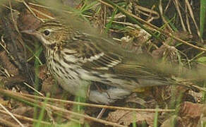 Pechora Pipit