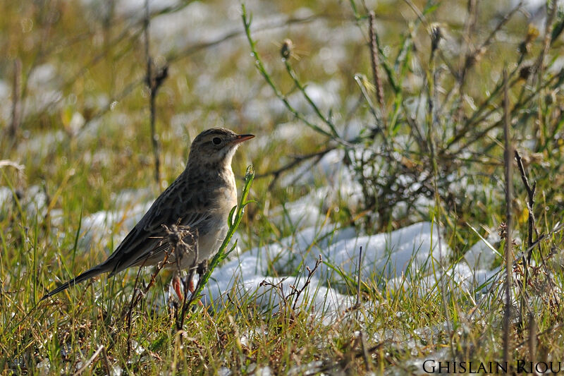 Richard's Pipit