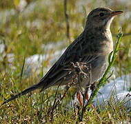 Richard's Pipit