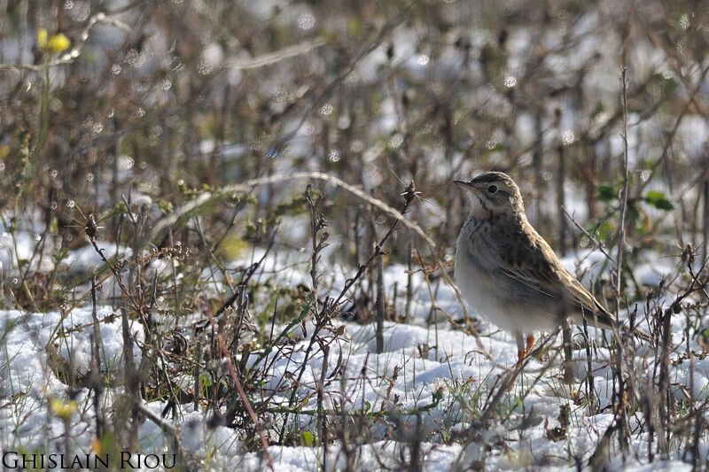 Pipit de Richard