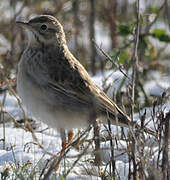 Richard's Pipit